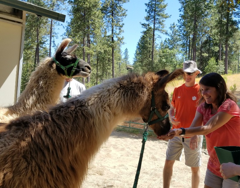 Treats for our llamas